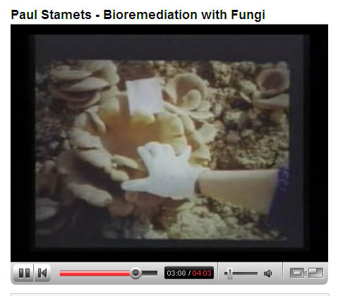 Paul Stamets - Bioremediation With Fungi